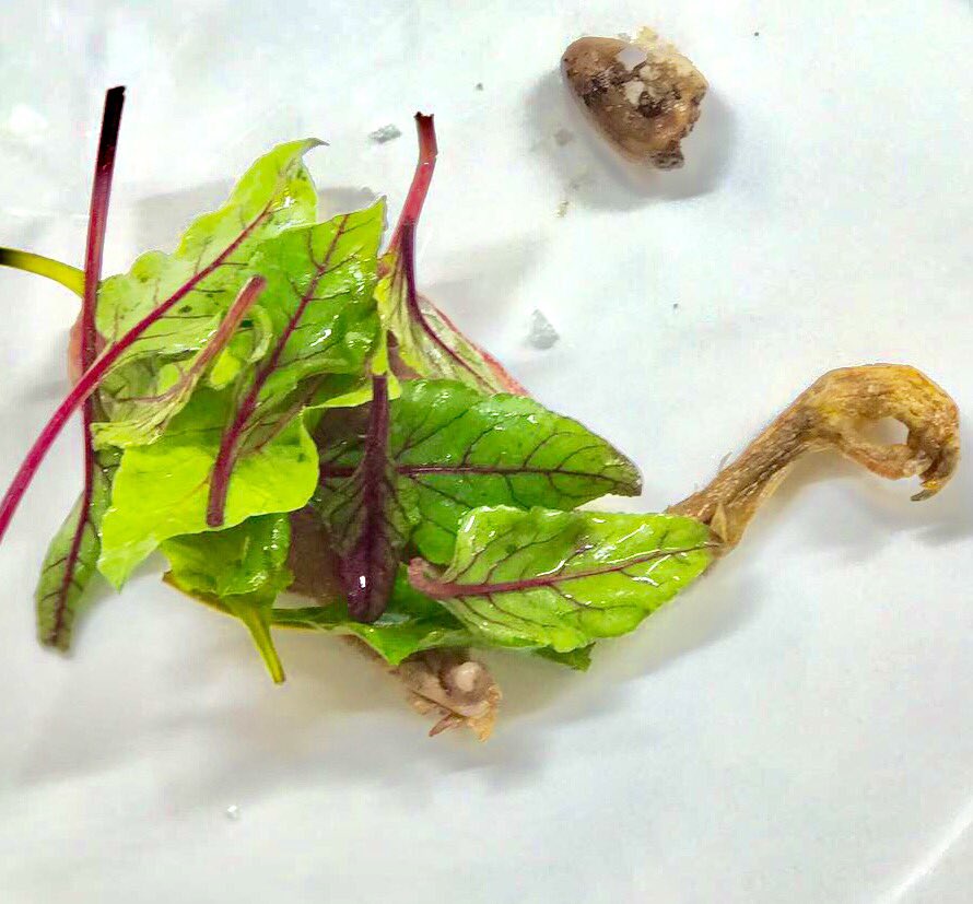 Chef Stefano Sforza tweet media