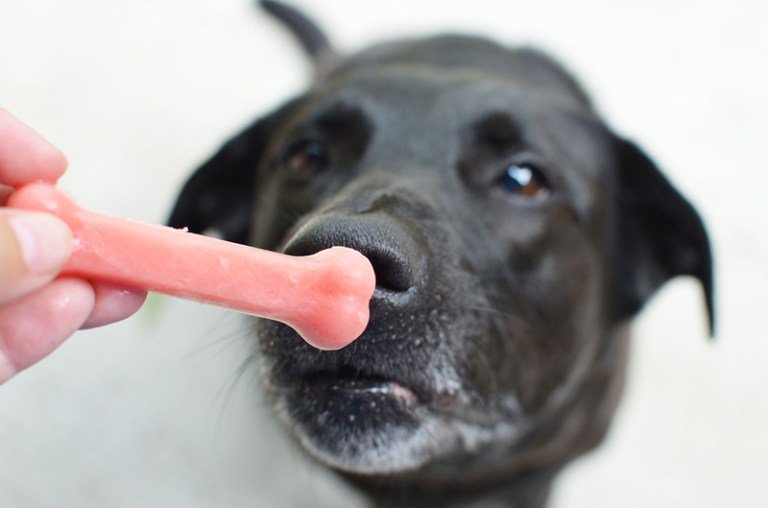 PeppyTails's tweet photo. Make a refreshing #watermelon summer #dogtreat this weekend! #pupsicle #doglover #dogsoftwitter #peppytails https://t.co/3IBG7cC0Dj