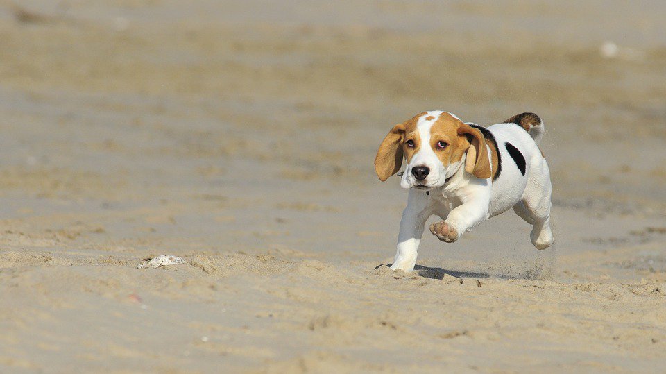 mylittlepuppy_'s tweet photo. For a smaller breed that's best suited to long walks or light jogging, a Beagle would make a great fit! #ActivePups #WorkoutBud https://t.co/8GZgVHYAxO