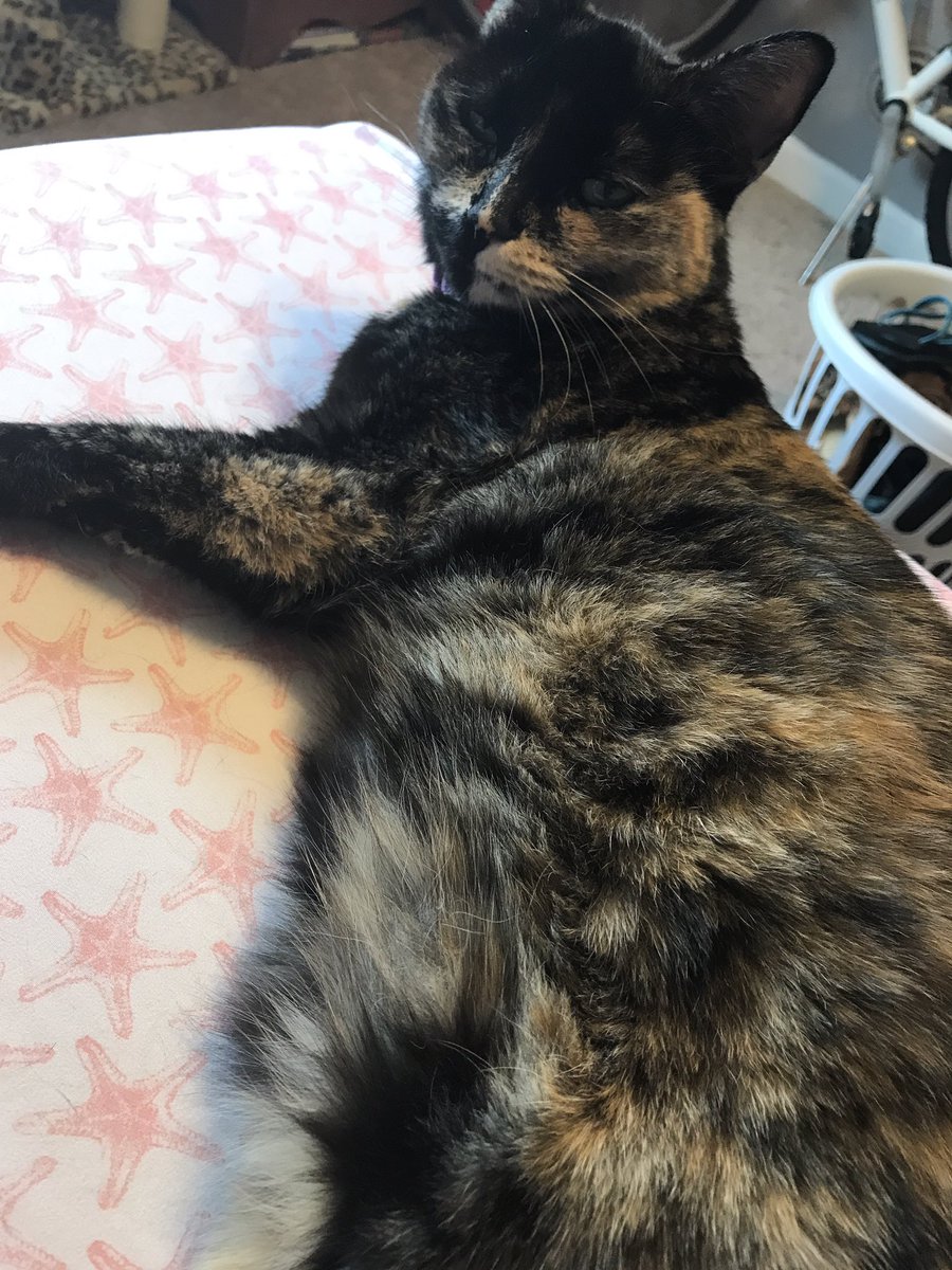 LunaCatx's tweet photo. Happy #Caturday https://t.co/ykfwUpYxyF