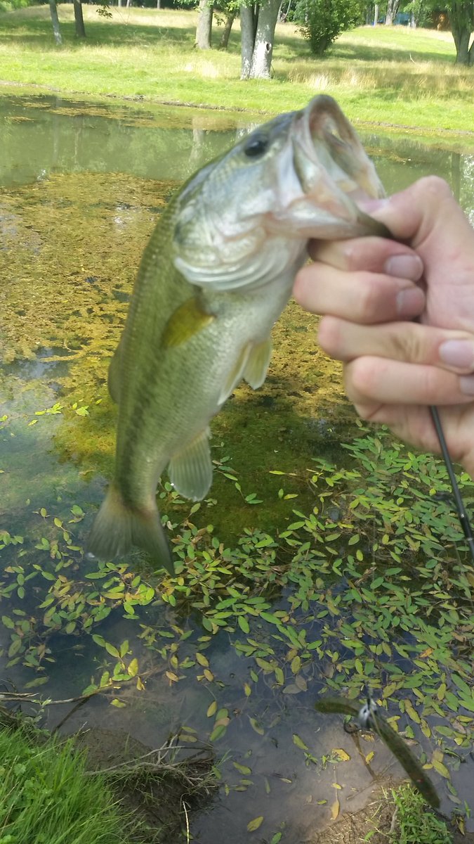 AFishingAddict's tweet photo. Found an abandoned golf course with a few ponds today #largemouthbass #bassfishing #pondfishing #imsneaky https://t.co/QzYUUb53oG