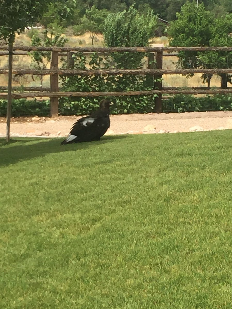 BleuJayOutfit's tweet photo. This big boy was in the yard! #bleujayoutfitters #hugewingspan https://t.co/kJq08ZgaxU