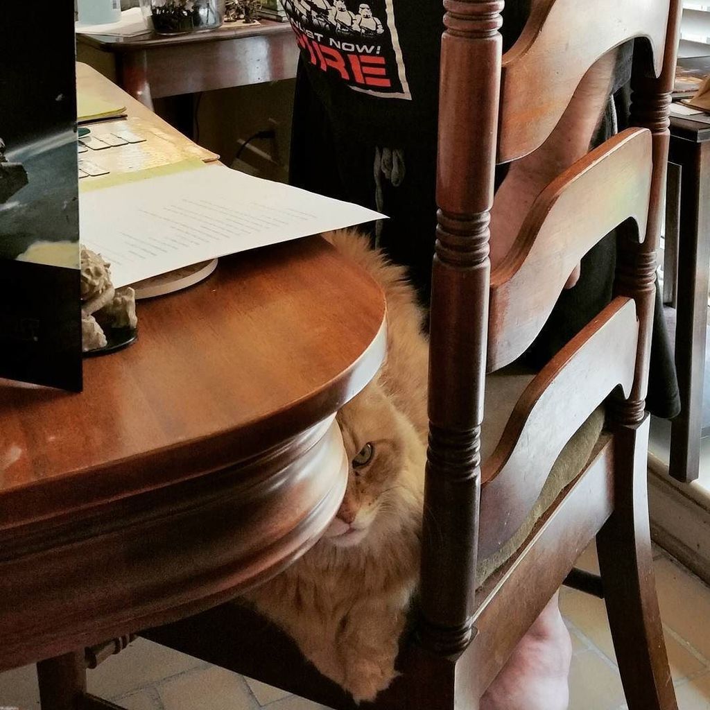 ourladyjack's tweet photo. #RPGCat is mad because we were in combat and he couldn't sit on the table. Sorry, buddy, there was no giant cat-be… https://t.co/ahvL2ZU1fm https://t.co/AJzY1CDo3T