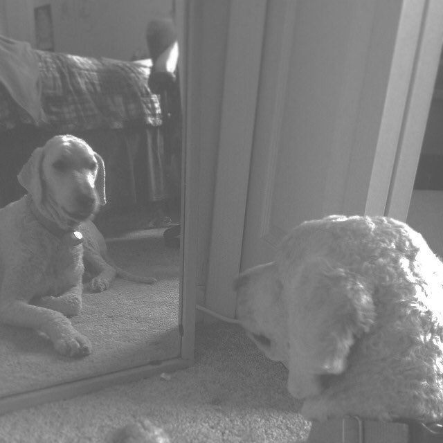mavvhew's tweet photo. Even dogs contemplate life and death. #saddog https://t.co/T04A1ZWNrr