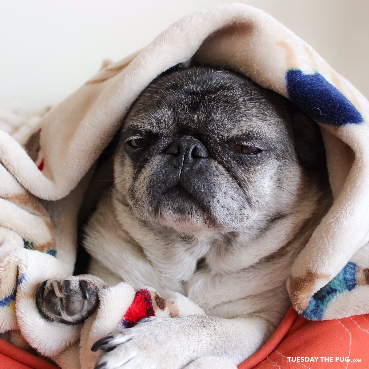 tuesdaythepug's tweet photo. So exhausted after dancing the night away with my friends at #PUGPROM2017 https://t.co/6P3PrSXAiX