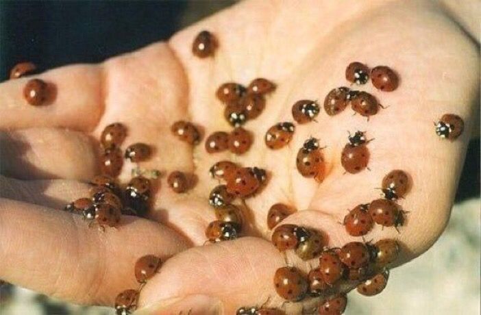 RETWEET IN 5 SECONDS FOR GOOD LUCK OR HAVE BAD LUCK FOR 50 YEARS