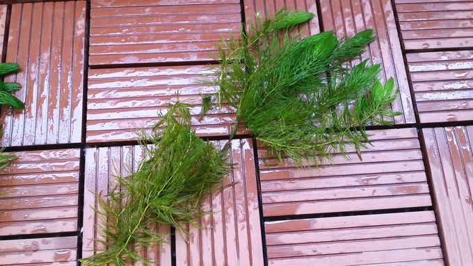 癒しのビオトープ Healing Biotope Twitter