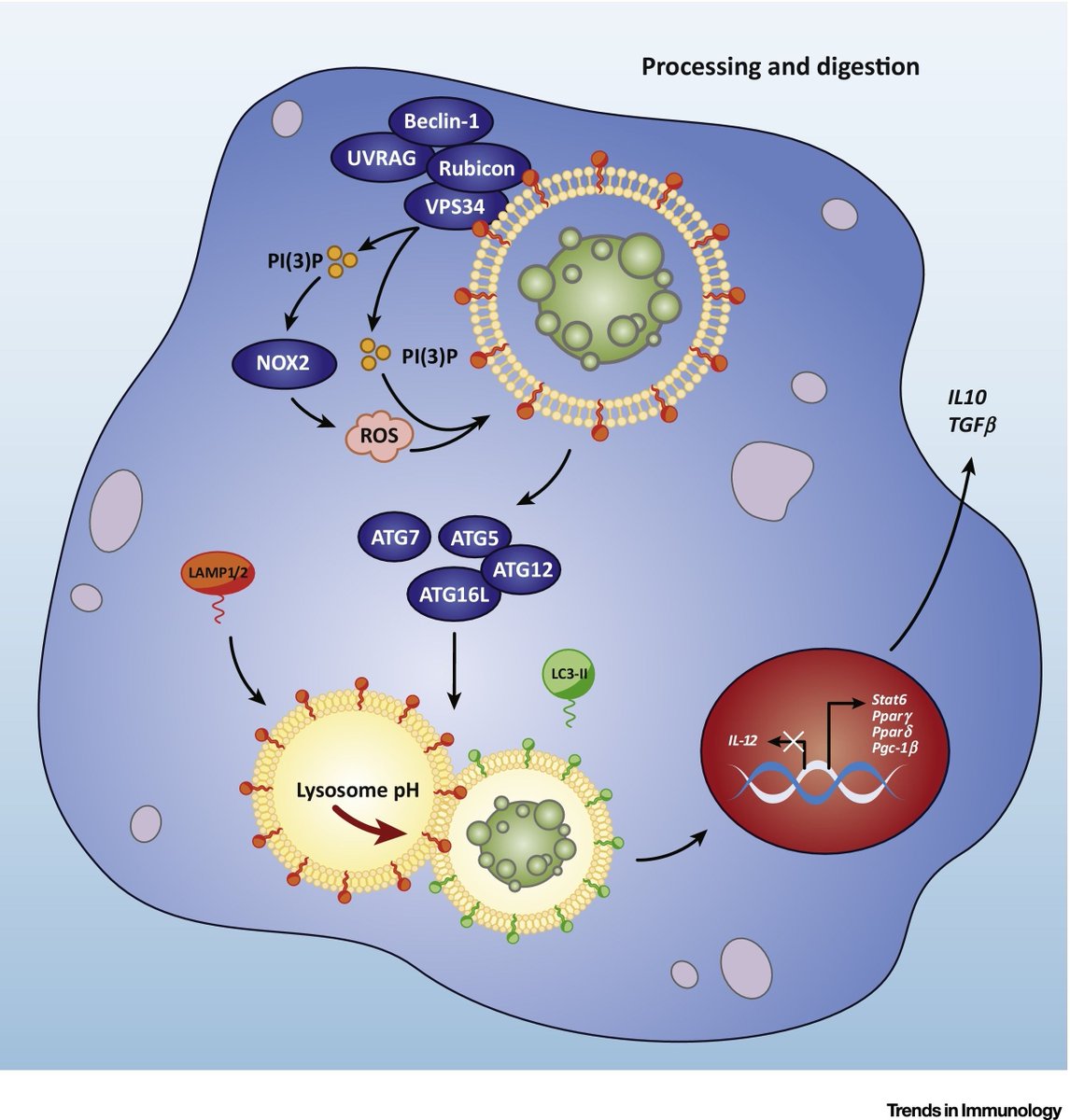 mmw_lmw's tweet image. Different types of #ProgrammedCellDeath: Processing &amp;amp; Presentation | Review by JenniferMartinez @NIEHS @TrendsImmuno buff.ly/2uRwFj2