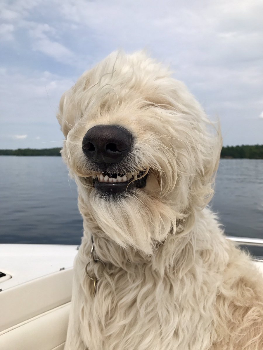 Suzanne Shillington On Twitter Bad Hair Don T Care