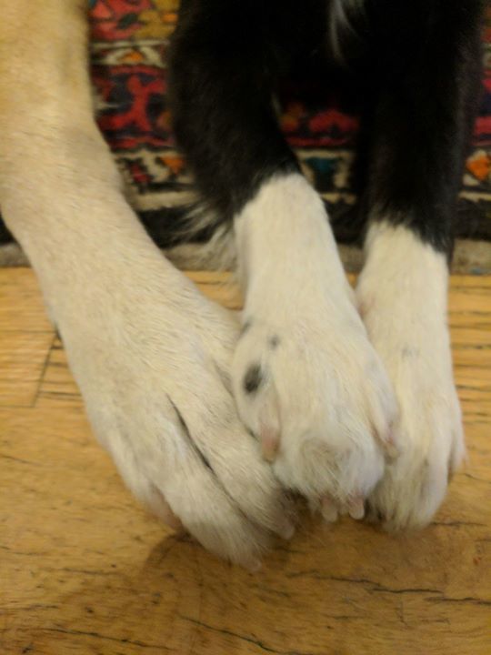 juliejf's tweet photo. Fox and Matilda are holding hands. #BakuDogs via Facebook https://t.co/9AXgeTphGR https://t.co/e2jVDgxo3b
