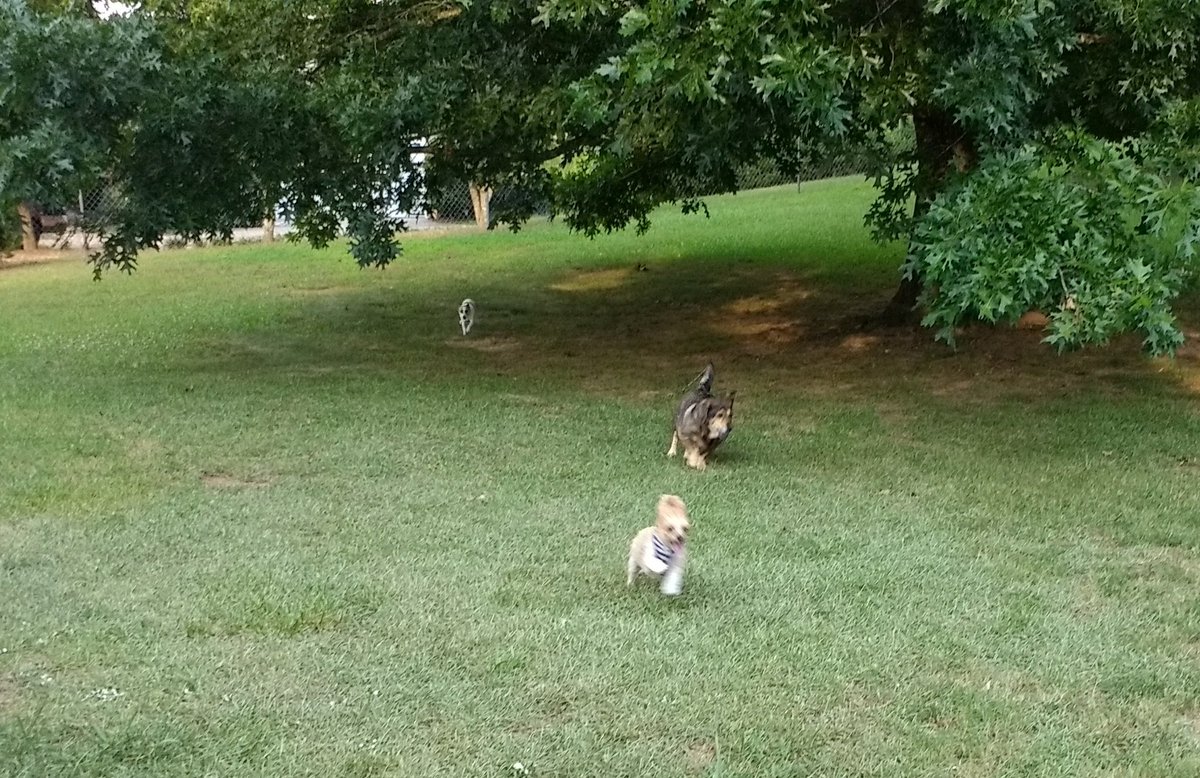 TravelinTerrier's tweet photo. Finally back at Grandma's house, 2466 miles in 15 days, felt good to run and stretch our legs. #dogsoftwitter https://t.co/78bLz5h7FZ