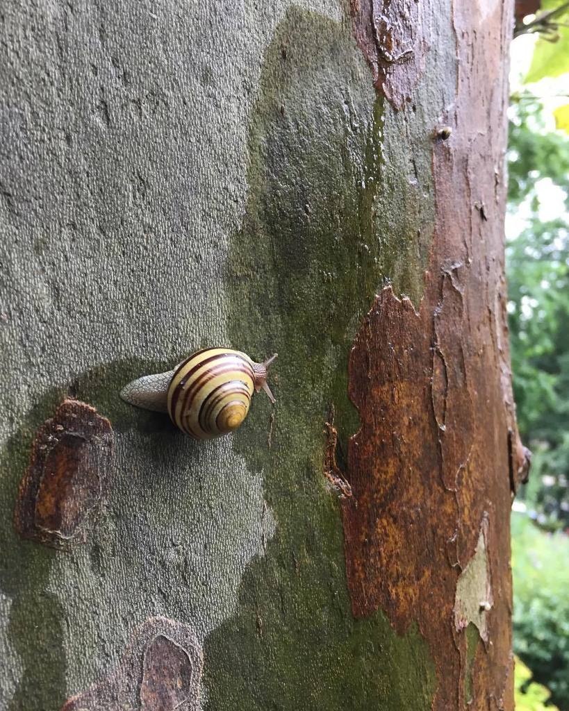 Jshatan's tweet photo. Constructed Gaze #201: Make Your Way. #snails #nature #trees #urbannature #urbanexplorer #nycparks #parks #nativen… https://t.co/piTltccMSz https://t.co/XA4VrlJ7Qg