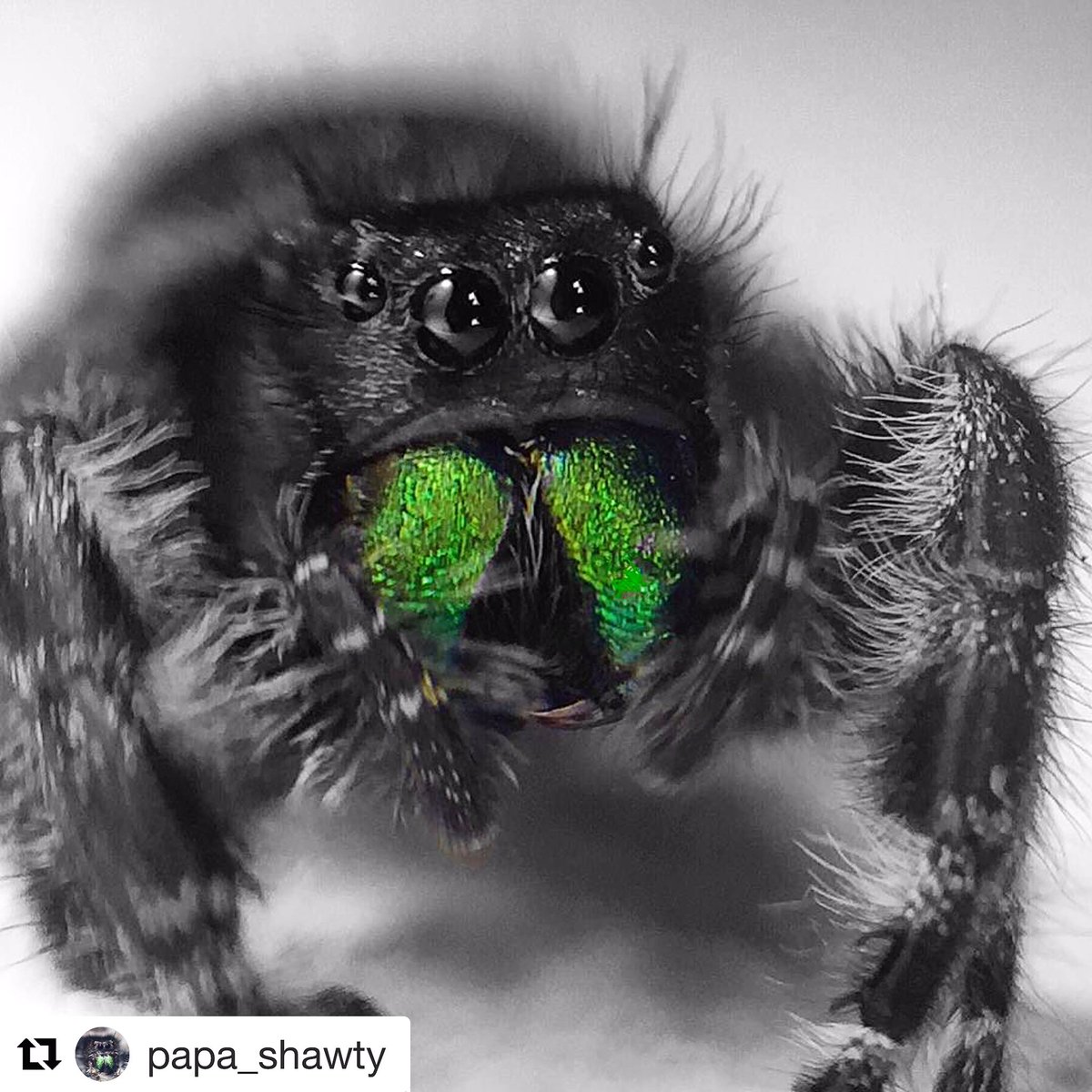 magniband's tweet photo. Spooky spider macros with #Magniband https://t.co/PCxMNAbbe2