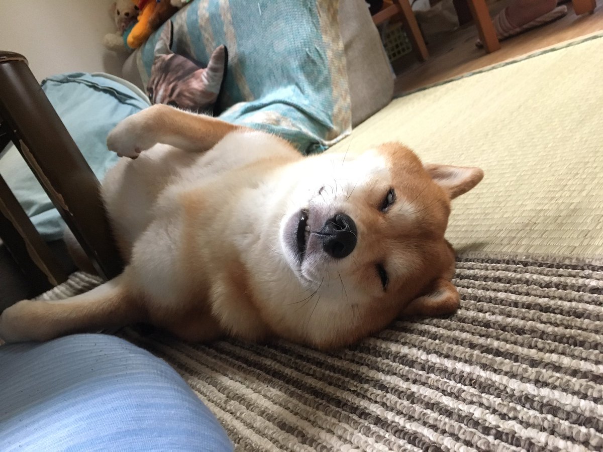 shibainu_dorei's tweet photo. 今日は23日。 #shibastagram #柴犬 #shibainu #weloveshibainu #dog #dofsofinstagram #shiba_snap #ふくさん #マジで白目の5秒前 #チラ見せ前歯 #恐怖映像ではございません #23日はブサ顔の日 https://t.co/Ts0phn4Cmq