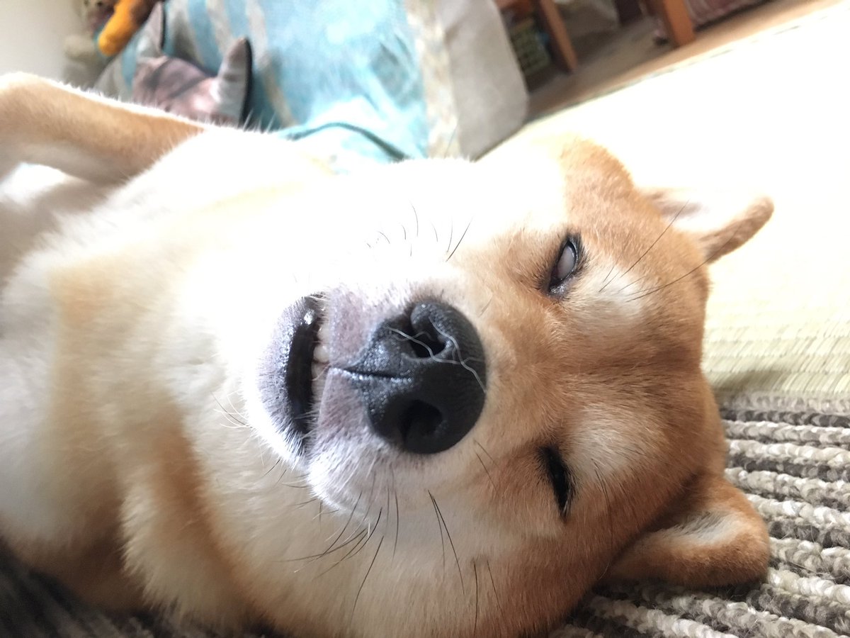 shibainu_dorei's tweet photo. 今日は23日。 #shibastagram #柴犬 #shibainu #weloveshibainu #dog #dofsofinstagram #shiba_snap #ふくさん #マジで白目の5秒前 #チラ見せ前歯 #恐怖映像ではございません #23日はブサ顔の日 https://t.co/Ts0phn4Cmq