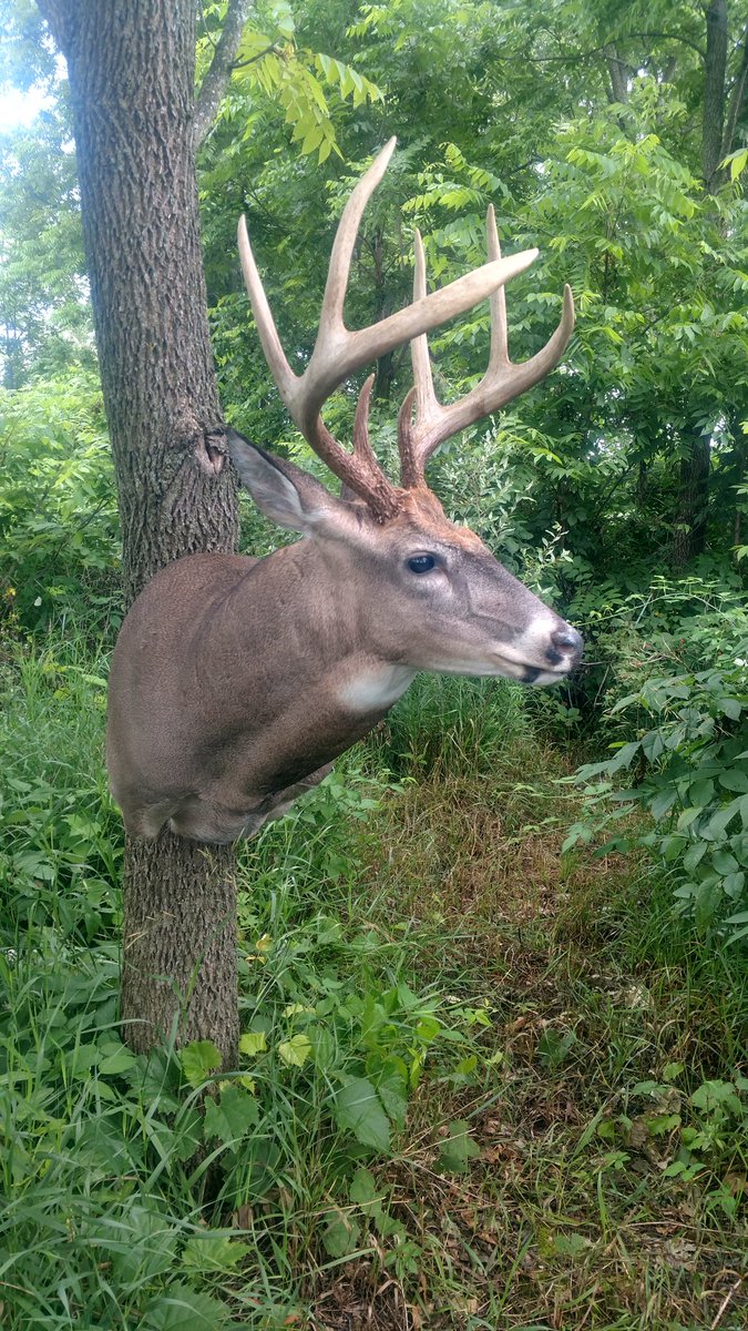 Mill Creek Taxidermy (MillCreekTax) Twitter