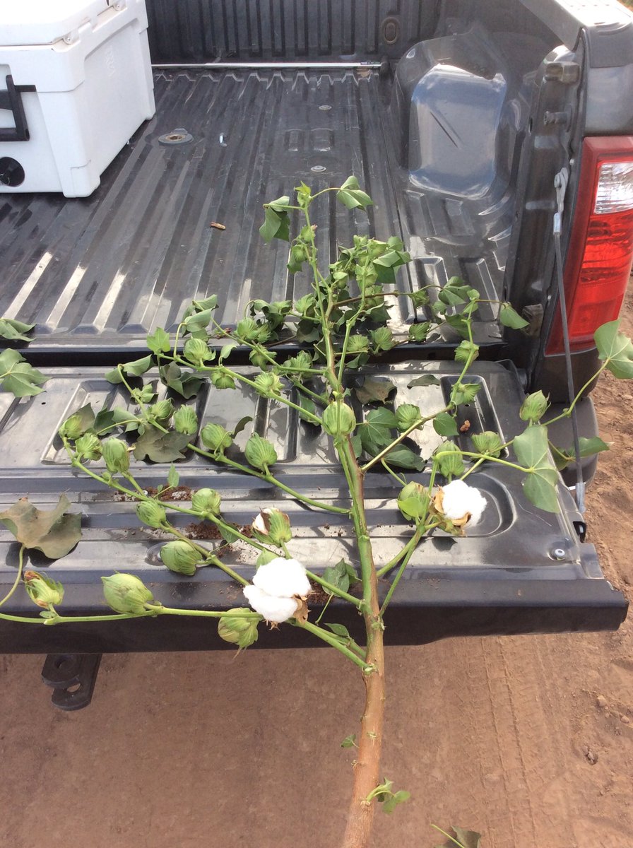 Bert_ConceptAg's tweet photo. AZ cotton in Yuma valley. 14 more bolls in treated vs untreated. #Micro8 #Cal20 #ConceptAg8306 #keepmorefruit #foliarswork https://t.co/JBWXWTZ3es