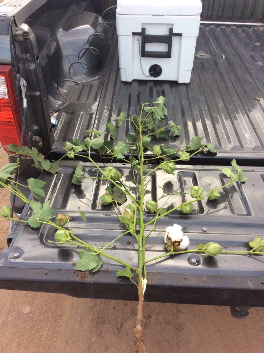 Bert_ConceptAg's tweet photo. AZ cotton in Yuma valley. 14 more bolls in treated vs untreated. #Micro8 #Cal20 #ConceptAg8306 #keepmorefruit #foliarswork https://t.co/JBWXWTZ3es