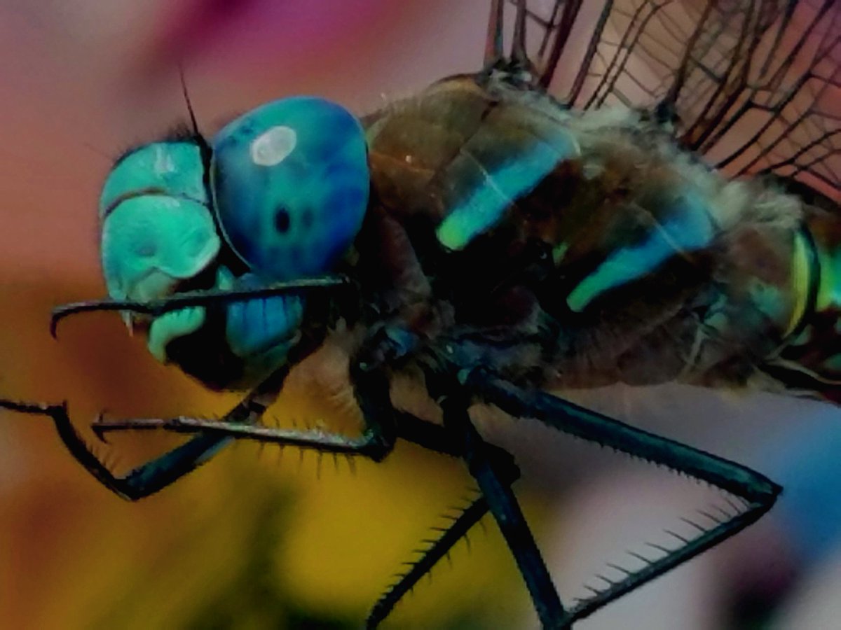 jmscott8789's tweet photo. #dragonfly #nature #exploring #PNW https://t.co/9yxnCbvTe4