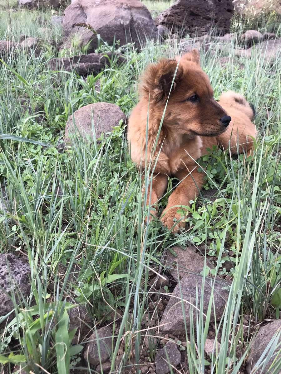 Derrick_Laff's tweet photo. Just a few pictures of my pup thriving in flagstaff https://t.co/w1lexucAm1