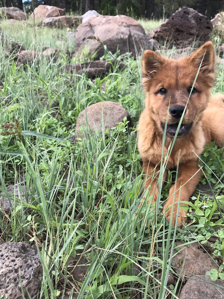 Derrick_Laff's tweet photo. Just a few pictures of my pup thriving in flagstaff https://t.co/w1lexucAm1