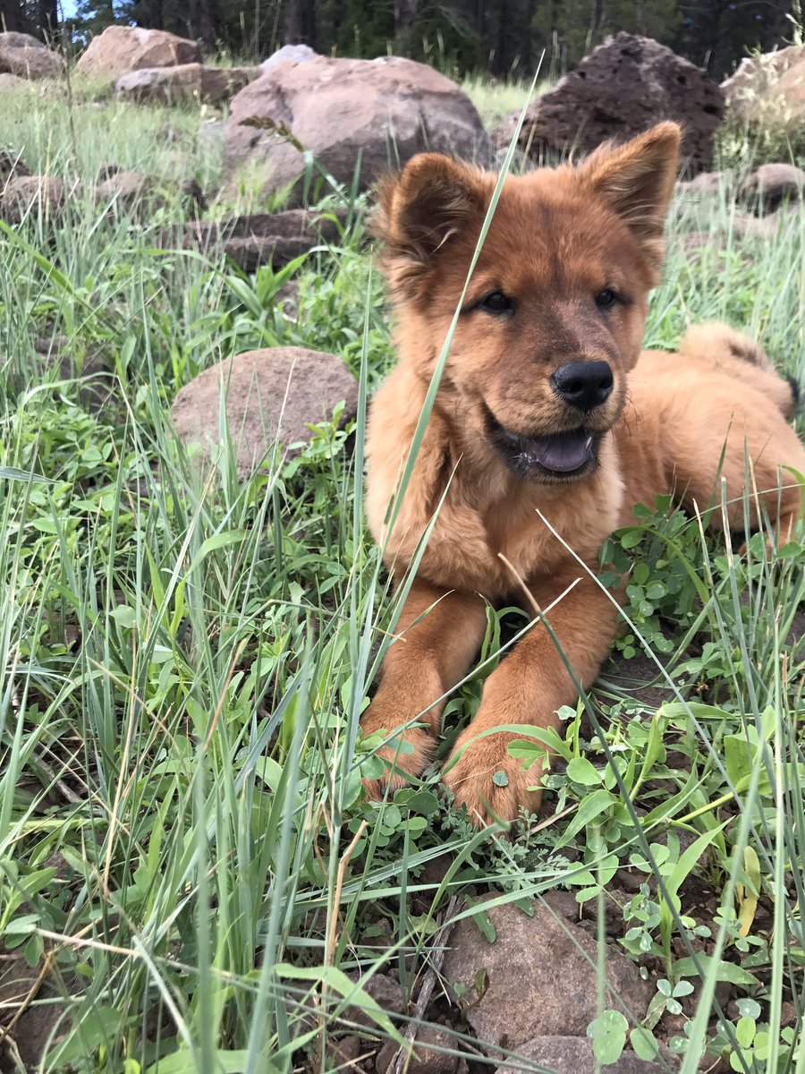 Derrick_Laff's tweet photo. Just a few pictures of my pup thriving in flagstaff https://t.co/w1lexucAm1