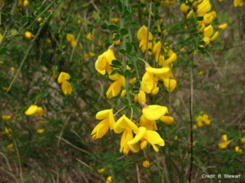 AHRP_MIB's tweet photo. Plant Feature: Scotch Broom - Invasive species and poisonous! https://t.co/EJUGjiS0eA