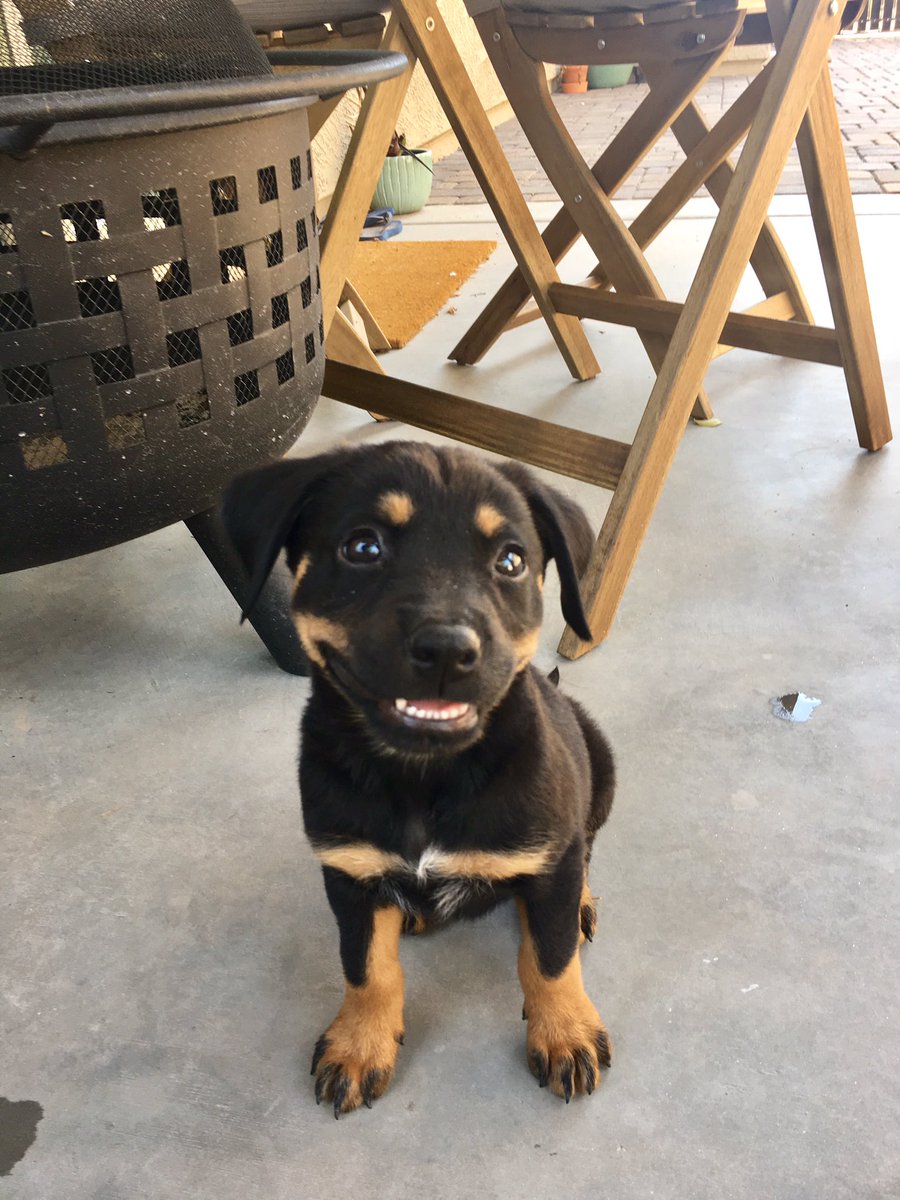 Yeah_Yeah20's tweet photo. @dog_rates https://t.co/QHnBBjyo9u