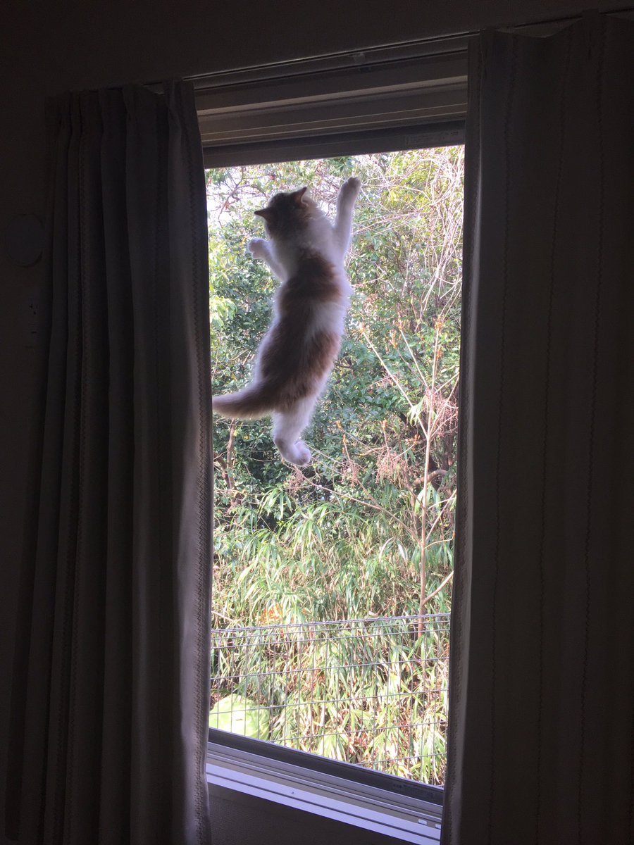 おっす👋

＃ねこ #cat #猫 #ネコ #メインクーン #猫好き #猫画像 #猫動画