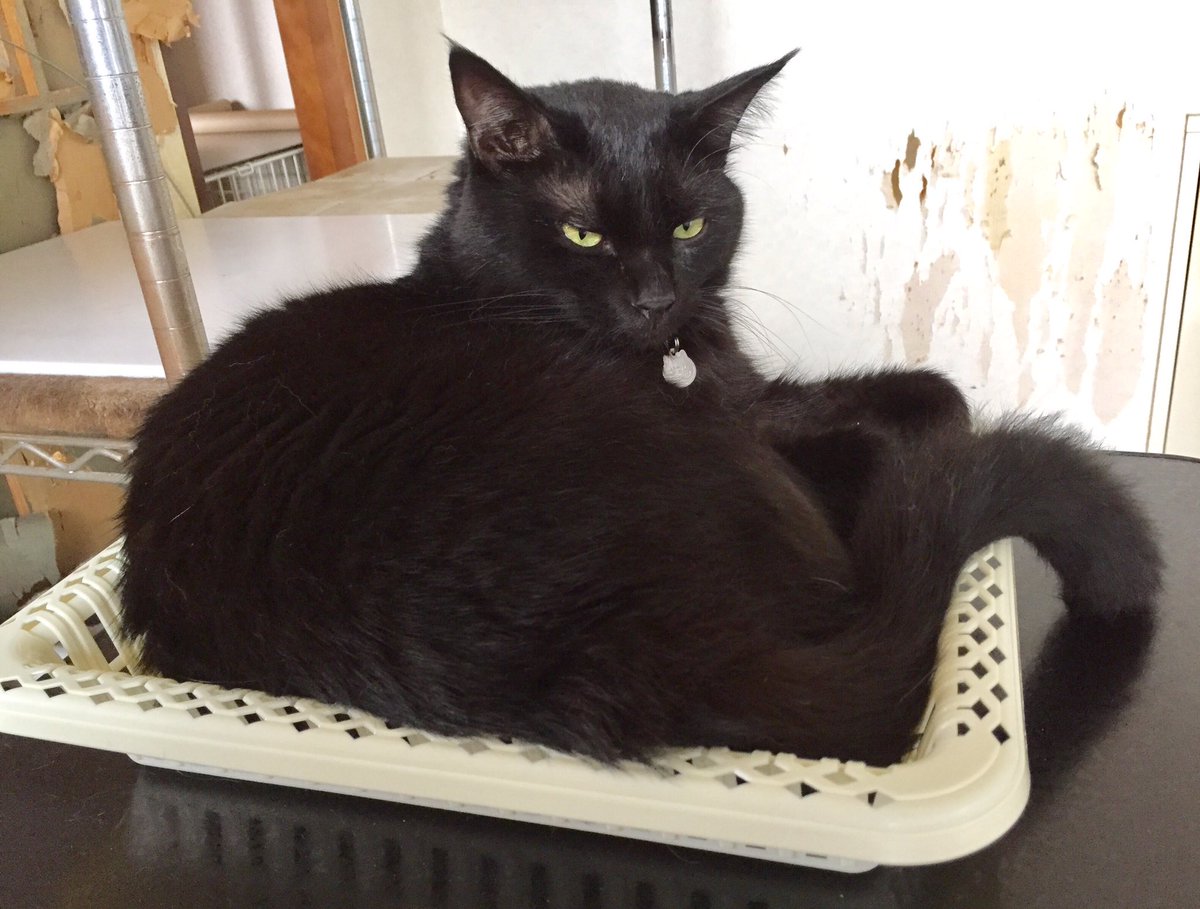 <a href="/Kyoko_555/">キョウコ🐾</a> にゃす❗️