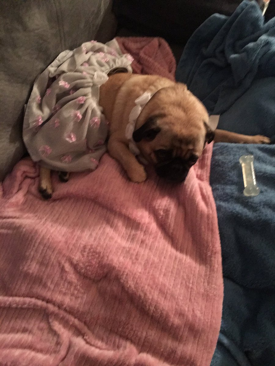 IvyPugisawesome's tweet photo. #PugProm2017 Turn out the lights. #partysover https://t.co/5xwtpAwfQG