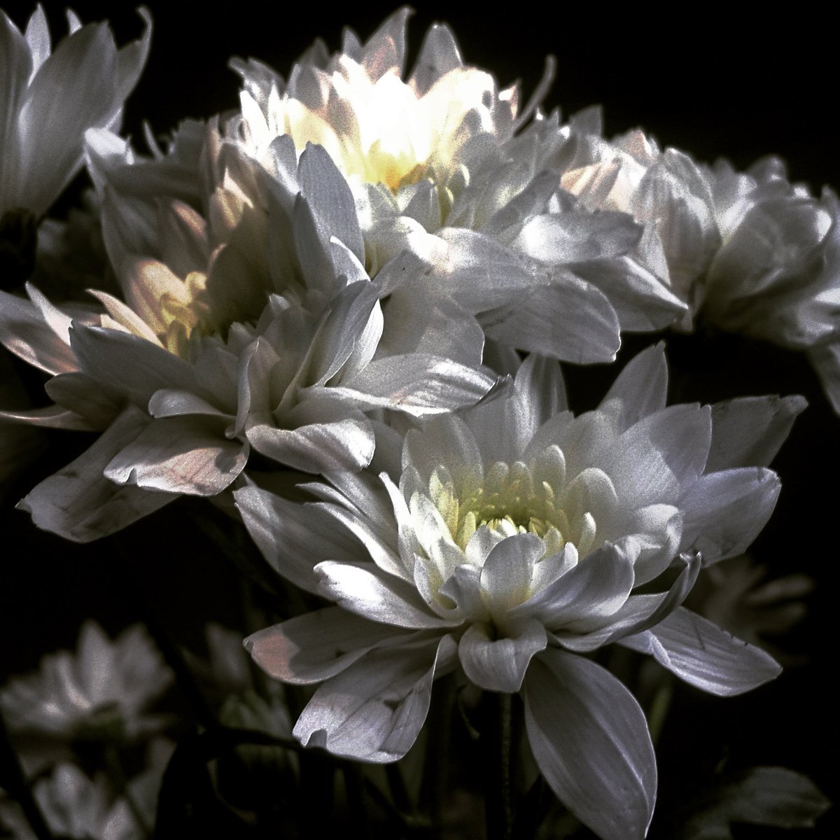 SLReflects's tweet image. #momentomori #flowers
#chrysanthemums