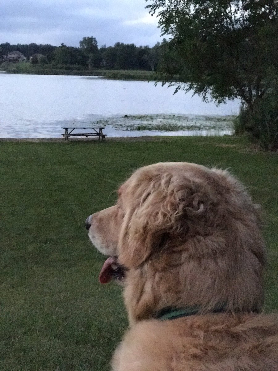 GusTheGolden's tweet photo. #PureMichigan @PureMichigan https://t.co/qwsgddIyVY