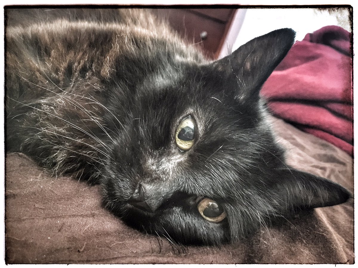 AmyKate8LFC's tweet photo. Happy Caturday
I just Love her 💕🐱

#DublinKitty #KittyLove #Purrfection https://t.co/aWgqFCi3Ja