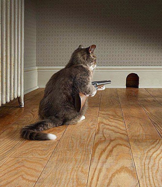 Tactical_review's tweet photo. My cat don't mess around.
#tactical #molonlabe https://t.co/VfiGGWJZeQ