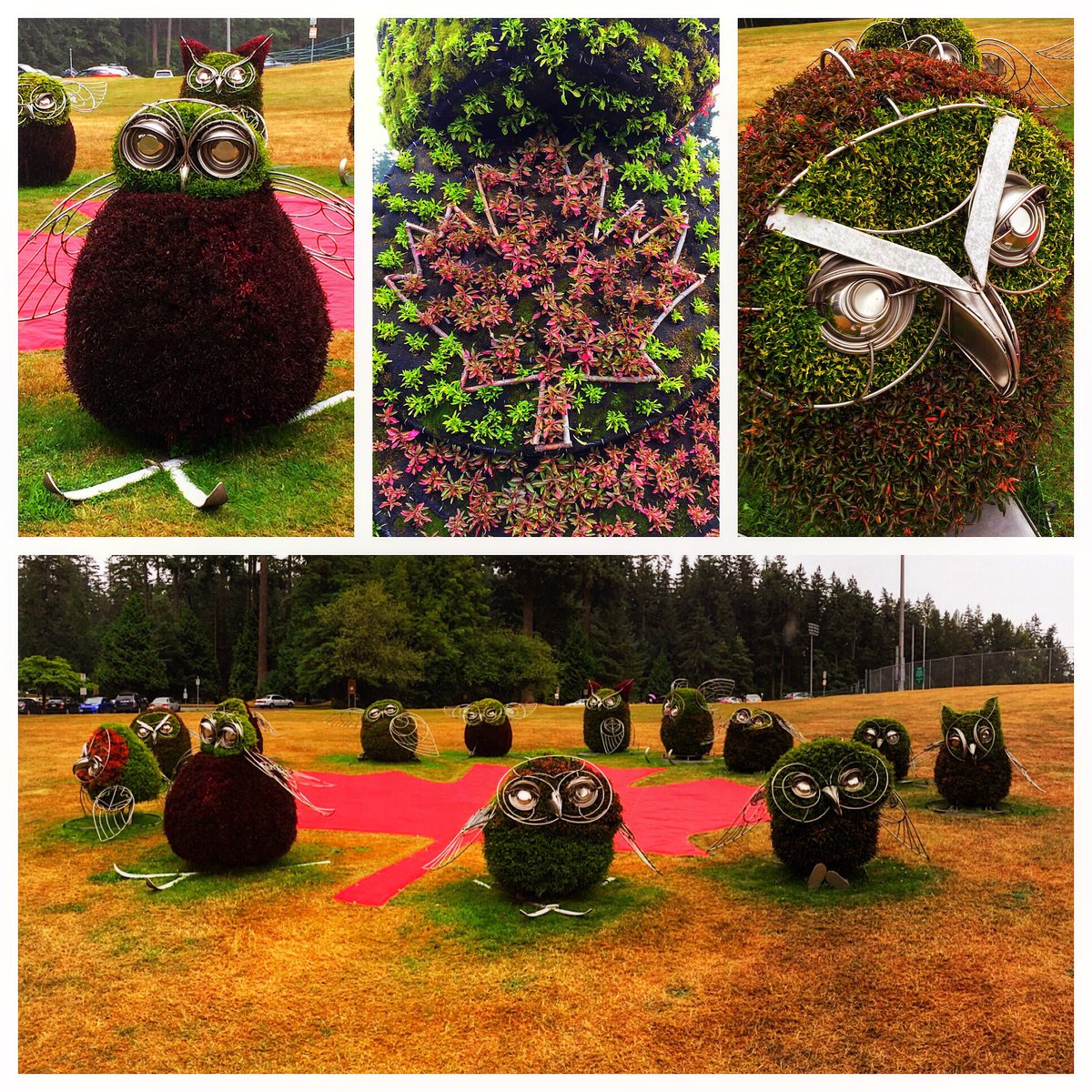 Visited the new #ecosculpture "thirteen owls" on display for #Canada150 @ Central Park by <a href="/burnabyparksrec/">Burnaby Parks & Rec</a>. They're adorable!! #livingart