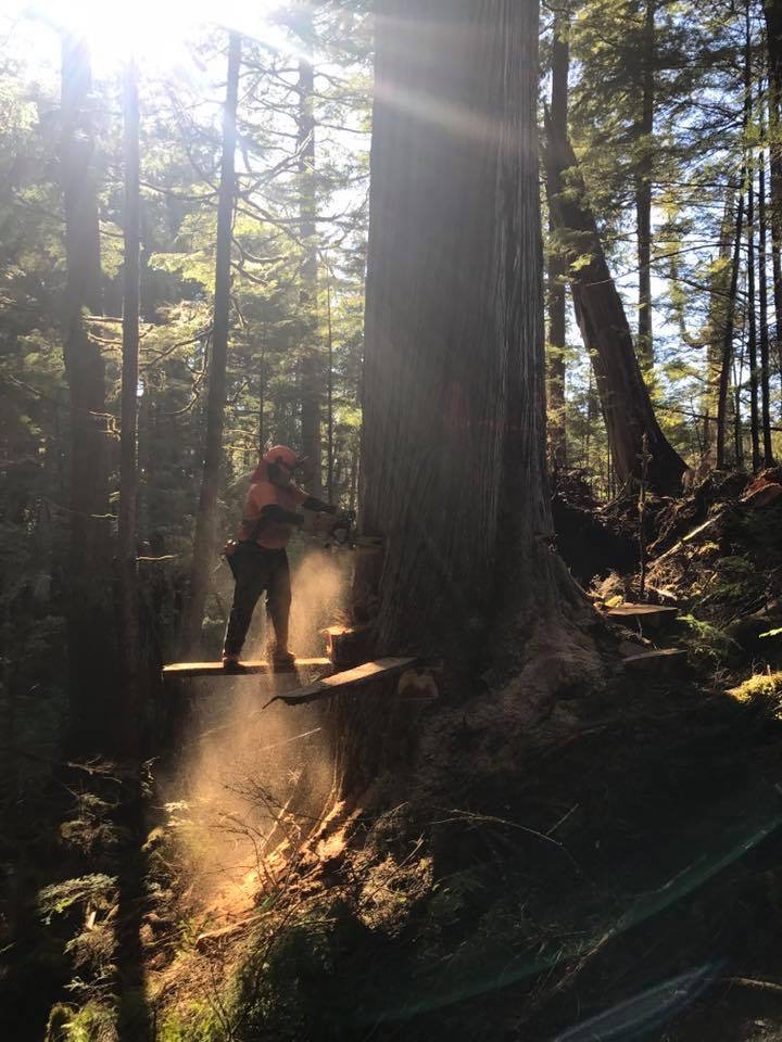 SibolaMtFalling's tweet photo. Great photos and videos of our crew &amp; operations— follow @sibolamtfalling https://t.co/01DEDA0bE8 #westcoastfallers https://t.co/aymKdURFfM