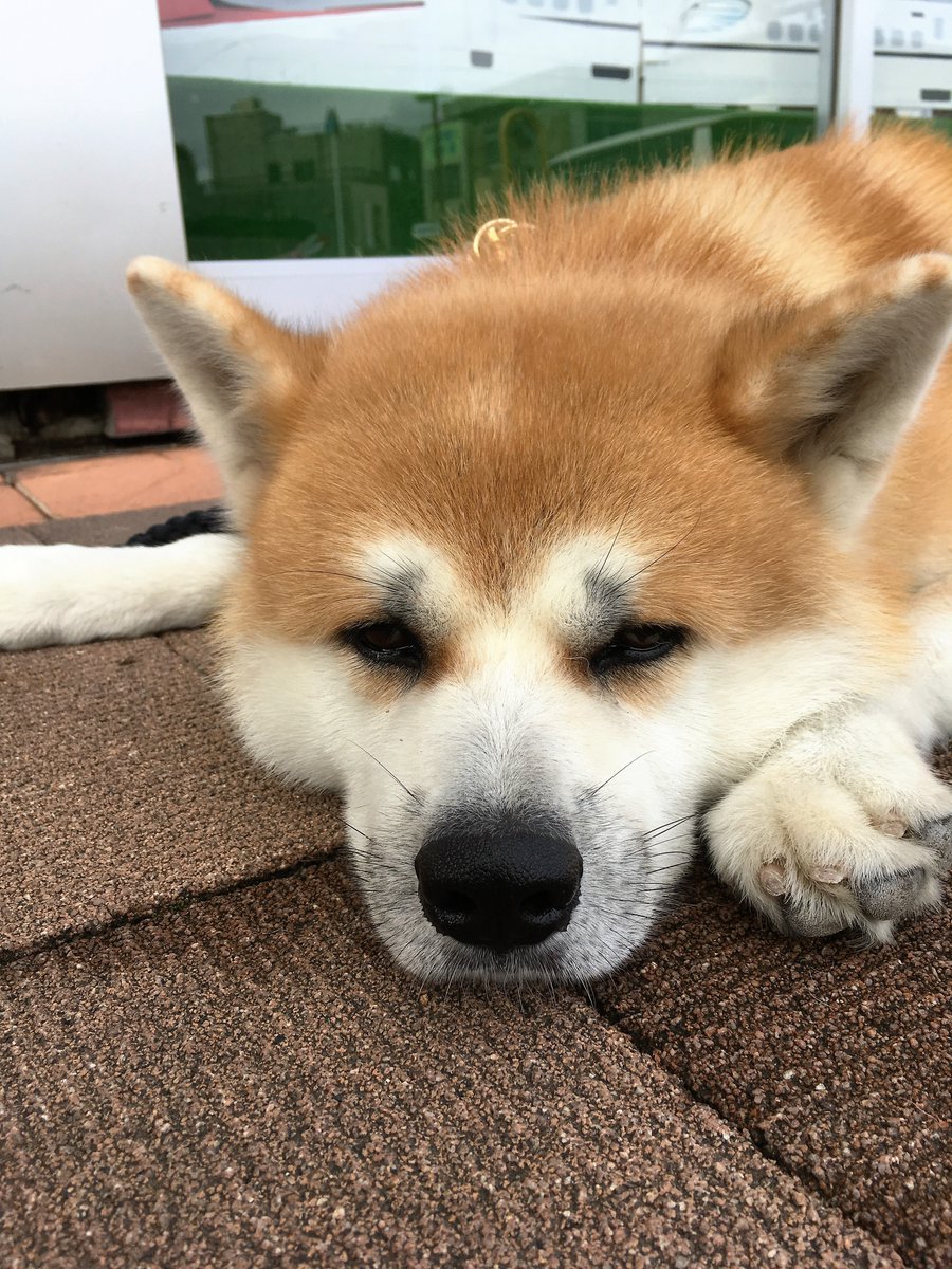 秋田犬の大香 令香 On Twitter 今日の大舘駅前での秋田犬のふれあいコーナー無事に終わりました 少しだけ暑かったけど 旅されてる皆さん大雨でいろいろ苦労されてるようでお疲れ様です それぞれの目的地に無事に帰れますように祈ってます です ワン行儀悪いですが
