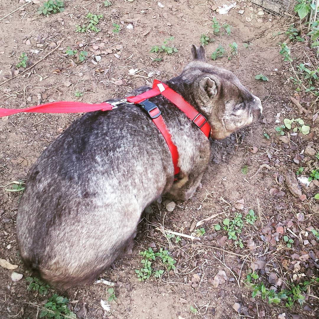 aigtapodcast's tweet photo. Walking wombats is a hard job but someone's gotta do it...
#zoolife #southernhairynosedwombat #animalexercise https://t.co/i9meZubd3I