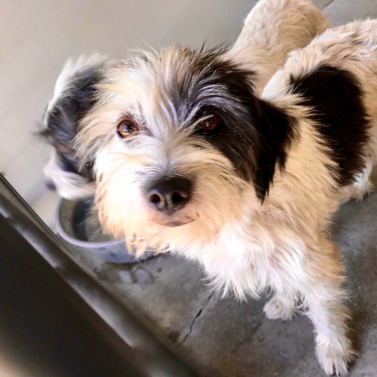 pupaid's tweet photo. Rescue pets aren't 'problem' pets, just very unlucky. So visit your local shelter today &amp; help save a life :) #adopt https://t.co/NGPjkxZKb3