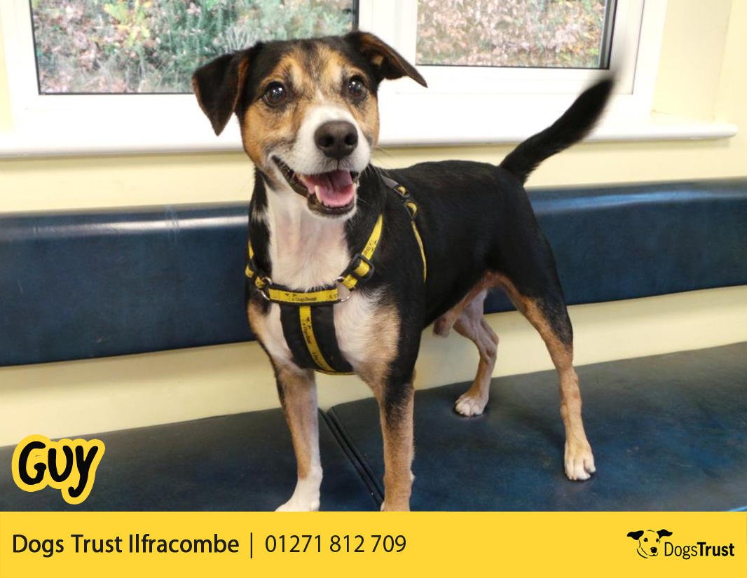 Guy <a href="/dt_ilfracombe/">DT Ilfracombe</a> loves his walks. He enjoys playing with toys and is super happy to meet new people! 💓🐶
dogstrust.org.uk/rehoming/dogs/…