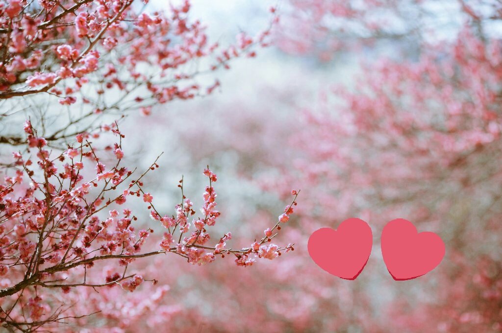 birds_fa's tweet photo. صباح الخير للجميع من دبي..... https://t.co/i1ewAVSzb0