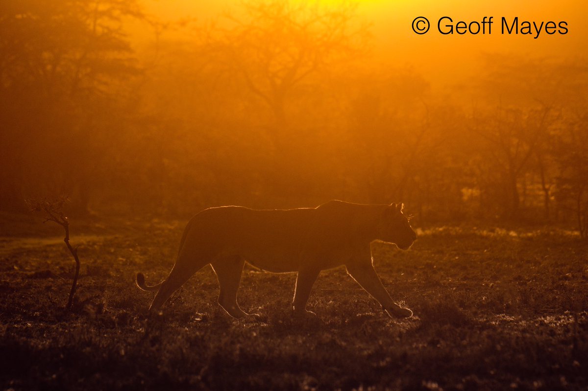 Geoff Mayes tweet media