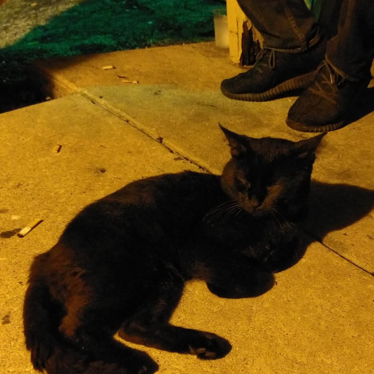 RadWithPower's tweet photo. This is Cole. He chills at the bar. More bars need a Cole. https://t.co/GgBv22lU6S