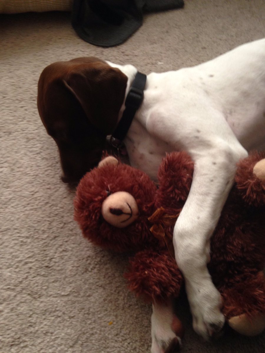 AMurkins's tweet photo. Newest family member, Artemis. #puppylove https://t.co/6xwl19xO75