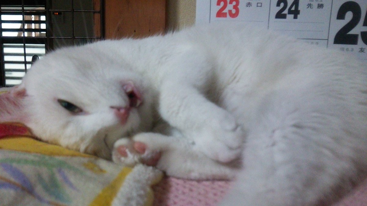 tiplouf's tweet photo. かわいい！！！！ https://t.co/eCAwwCoVdq