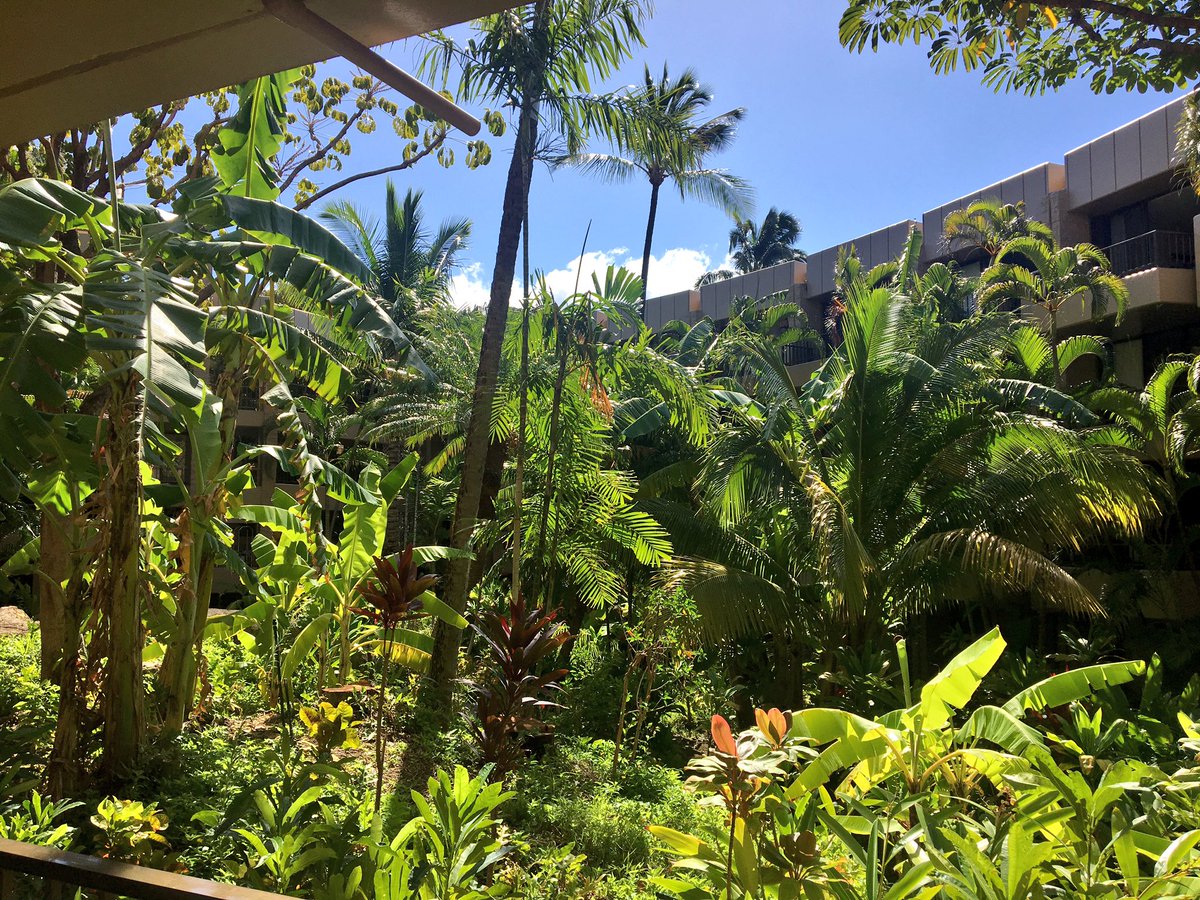 cjohnstonn8's tweet photo. Maui day 1 was a success!! 🌞🌴 https://t.co/c4bcykthPi