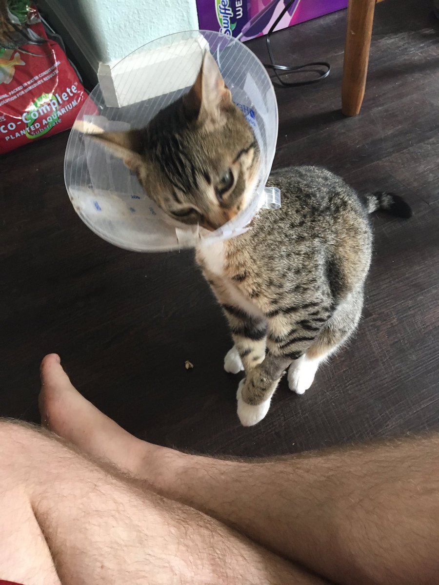 abolition_ftwd's tweet photo. CONE OF SHAME https://t.co/Z8KgAx8GkC