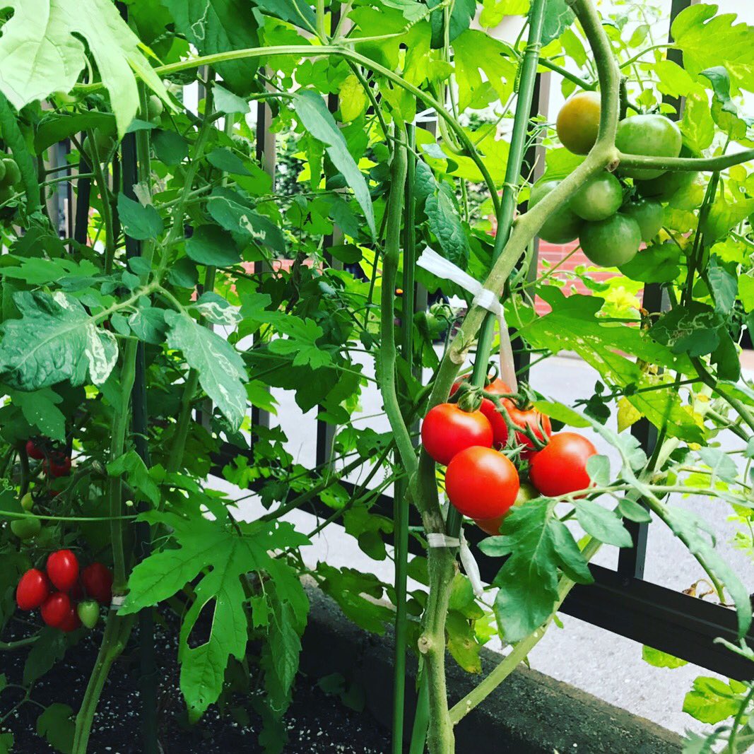 texture_hiro's tweet image. 収穫です…