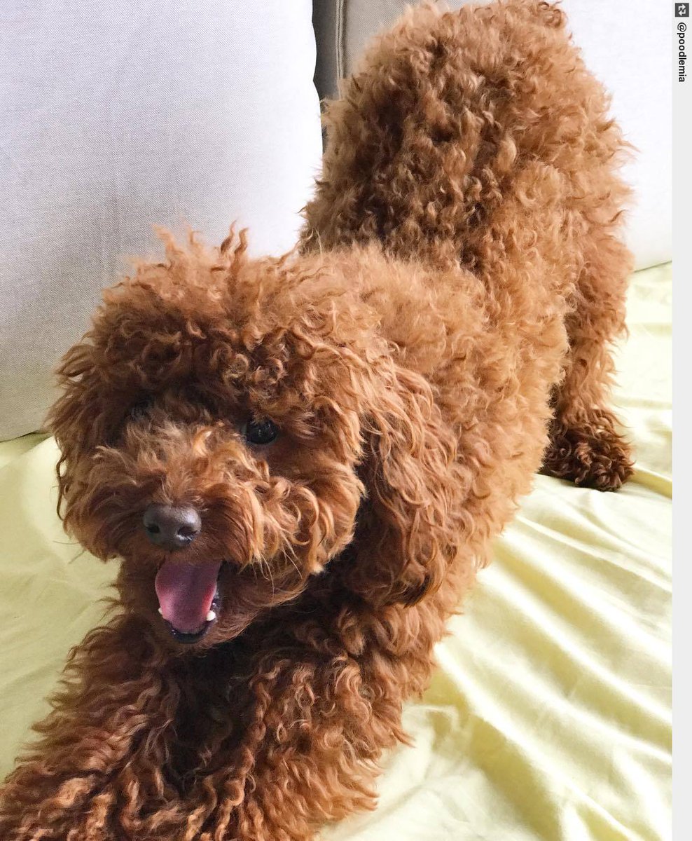 IngloriousDogs's tweet photo. Afternoon stretch and getting ready for my advance class! #puppyclass #petsmart #dogstretch #puppy #puppylove #dogsofinstagram https://t.co/xngg4iik0A